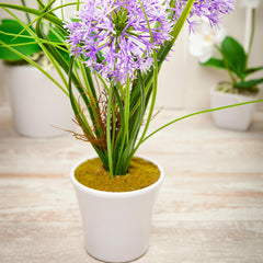 Fiore Round Violet Plastic Violet Allium in Plastic Pot - 4