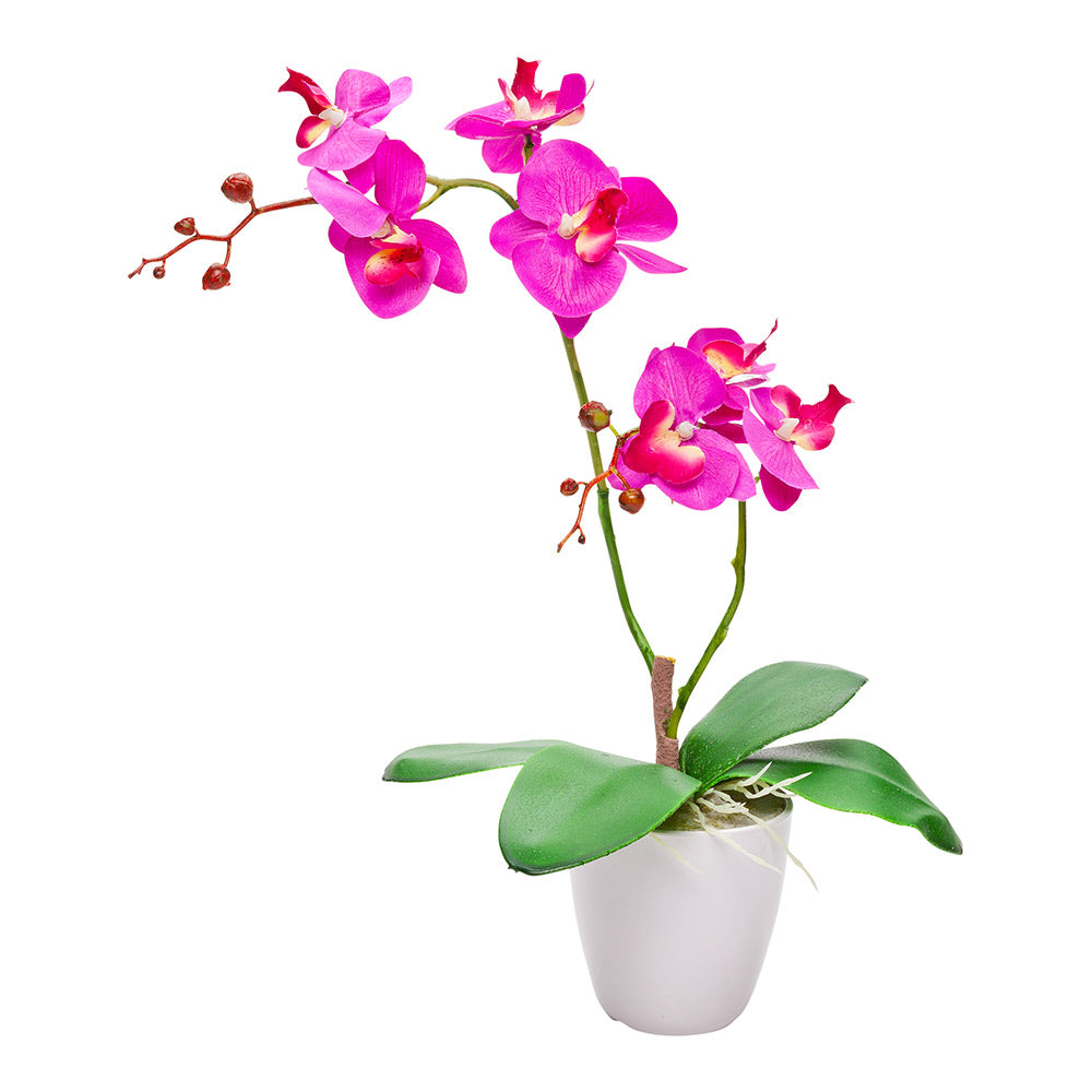 Fiore Round Magenta Plastic Moth Orchid in Plastic Pot - 8 Blooms - 4" x 4" x 15" - 12 count box