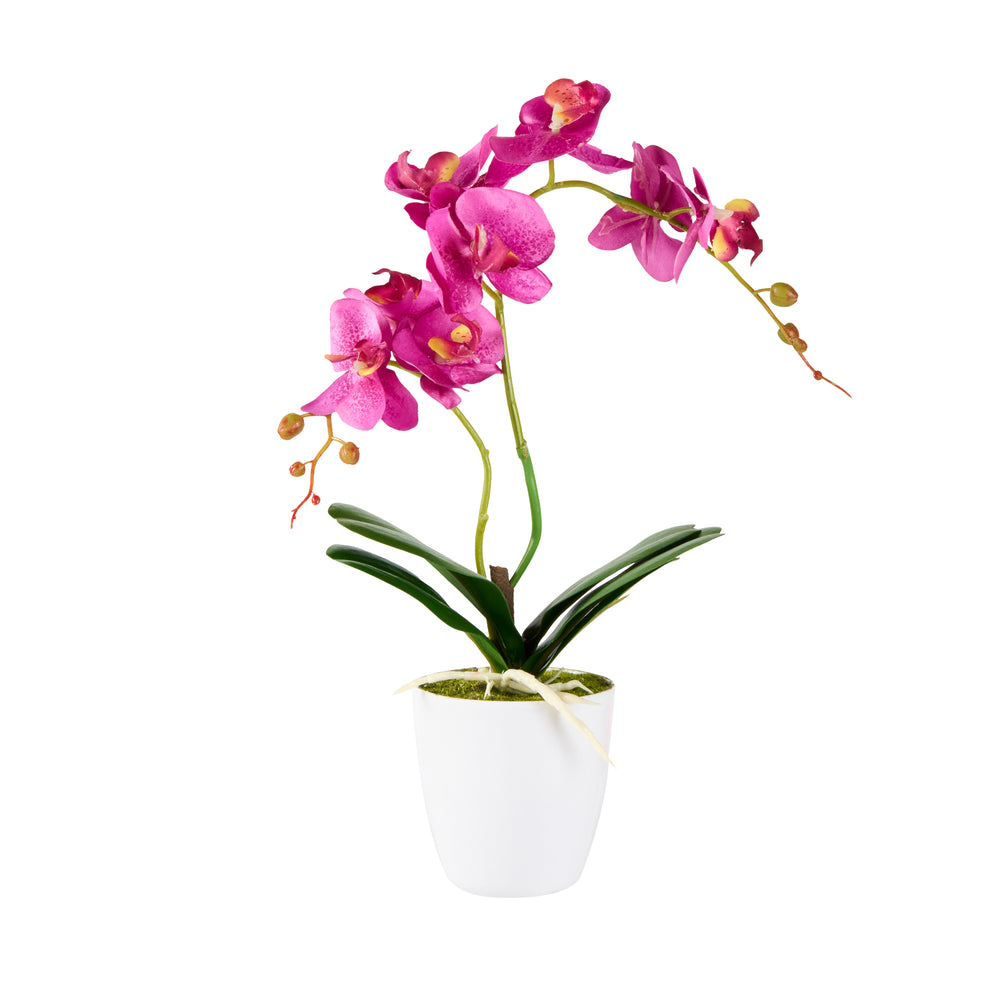 Fiore Round Magenta Plastic Moth Orchid in Plastic Pot - 8 Blooms - 4" x 4" x 15" - 12 count box