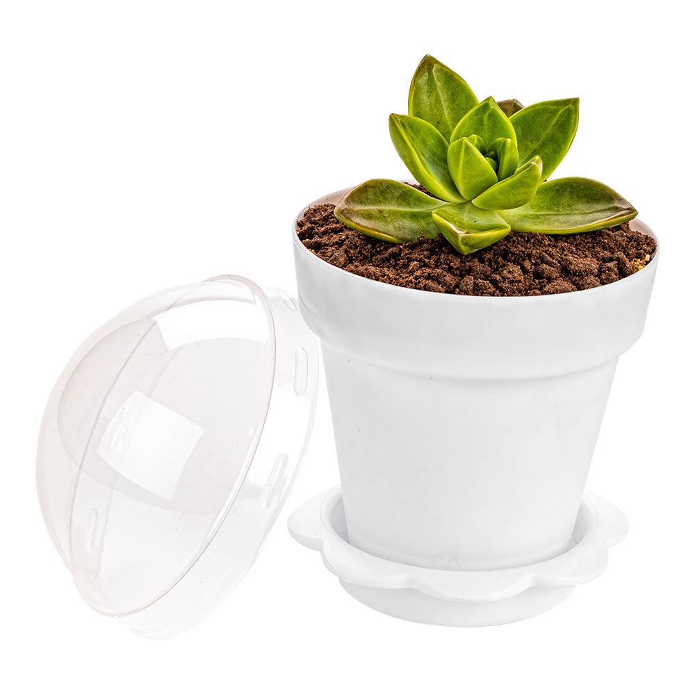 6 oz White Plastic Mini Flower Pot Cup - with Lid - 3" x 3" x 3" - 100 count box